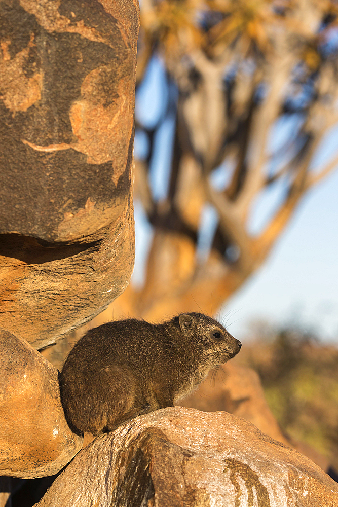 Rock hyrax (Procavia capensis), Quiver Tree Forest, Keetmanshoop, Namibia, Africa