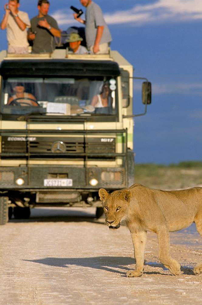 Tourists and lion (Panthera leo), Etosha National Park, Namibia, Africa