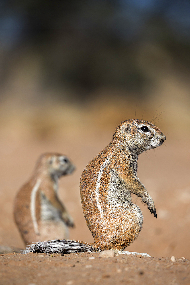 Ground squirrels (Xerus inauris), Kgalagadi Transfrontier Park, Northern Cape, South Africa, Africa