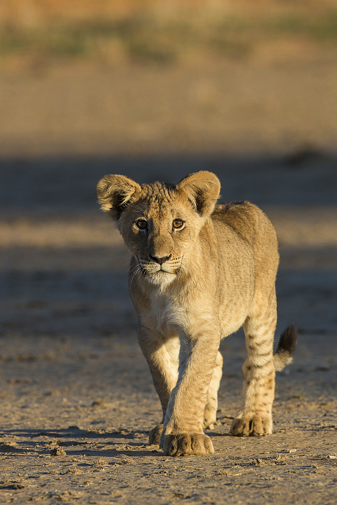 Lion (Panthera leo) cub, Kgalagadi Transfrontier Park, South Africa, Africa