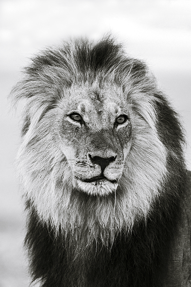 Lion (Panthera leo) male in monochrome, Kgalagadi Transfrontier Park, South Africa, Africa