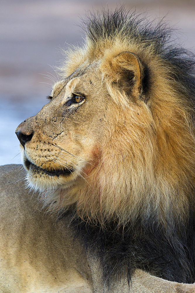 Lion (Panthera leo) male, Kgalagadi Transfrontier Park, South Africa, Africa