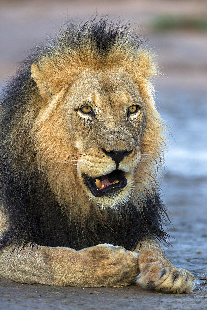 Lion (Panthera leo) male, Kgalagadi Transfrontier Park, South Africa, Africa