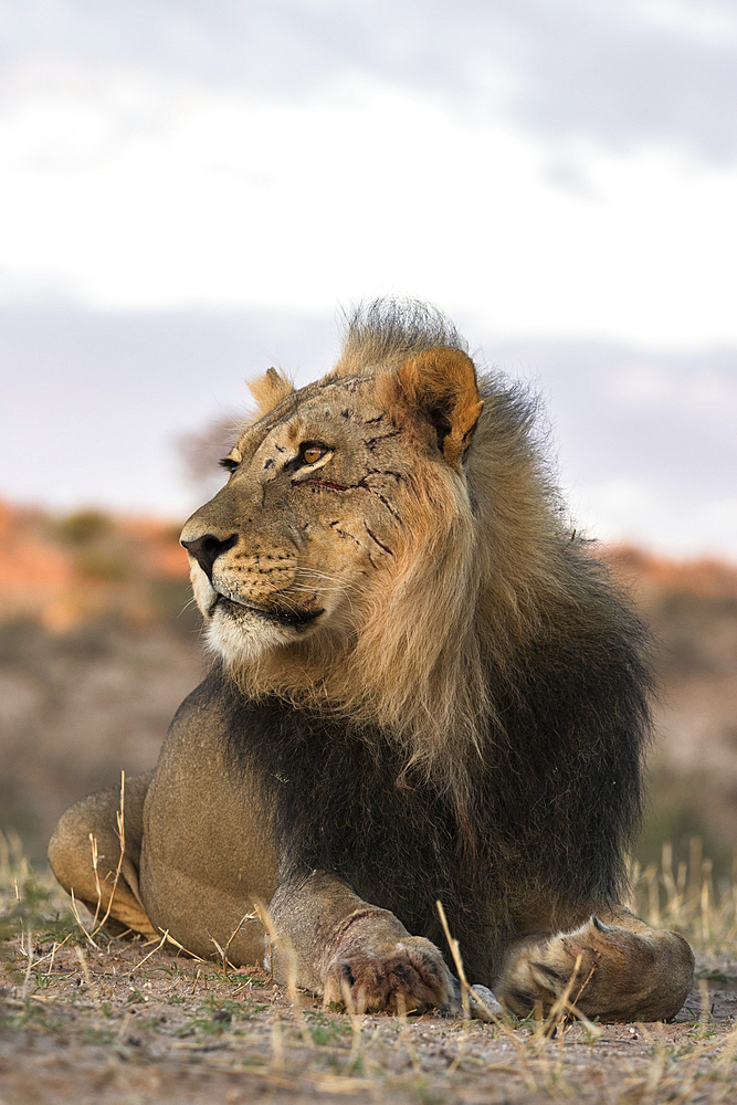 Lion (Panthera leo) male, Kgalagadi Transfrontier Park, South Africa, Africa