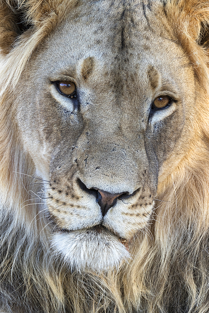 Lion (Panthera leo) male, Kgalagadi Transfrontier Park, South Africa, Africa