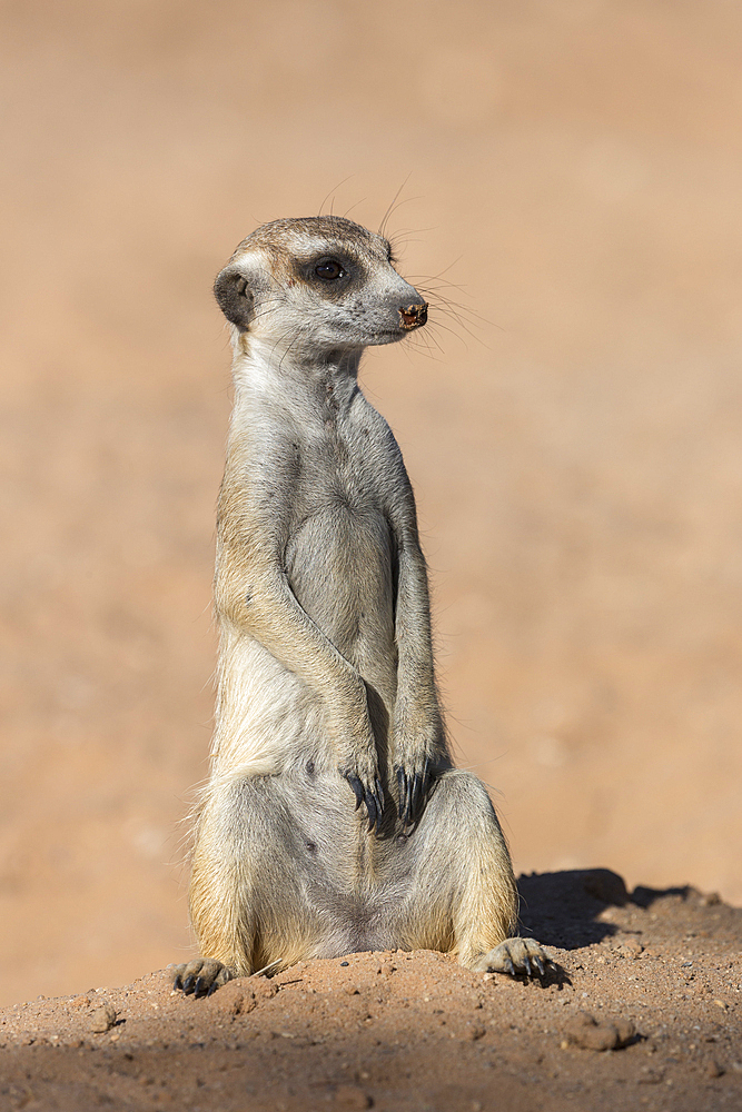 Meerkat (Suricata suricatta), Kgalagadi Transfrontier Park, South Africa, Africa