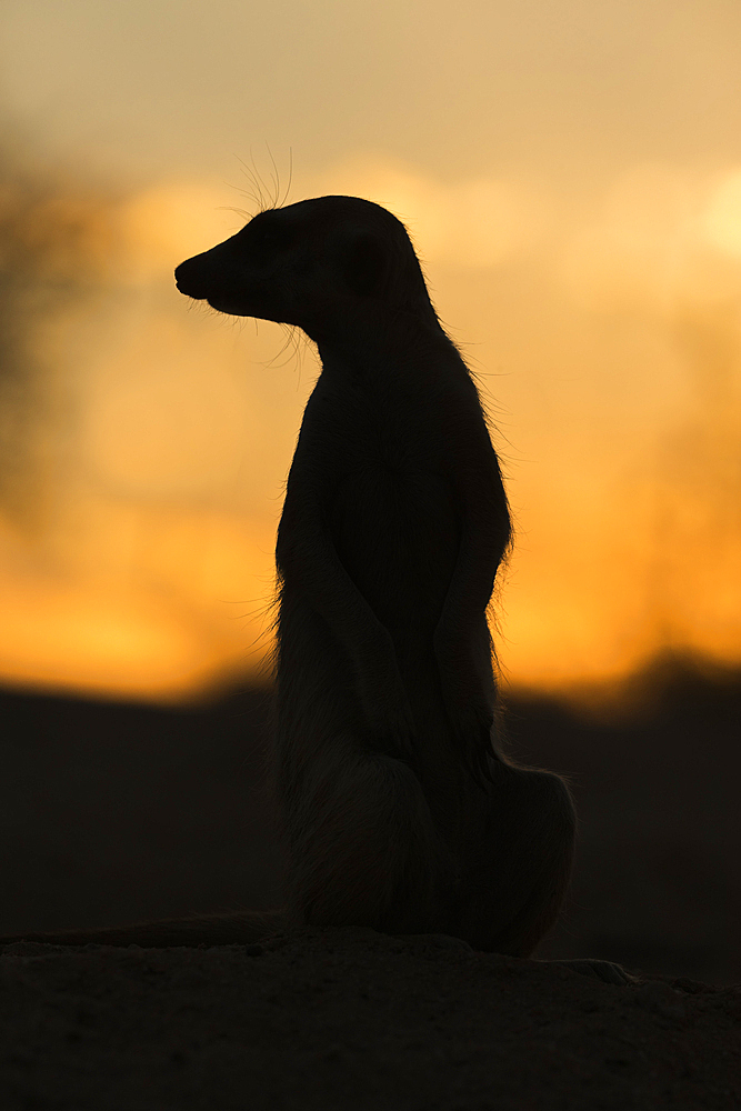 Meerkat (Suricata suricatta) silhouette, Kgalagadi Transfrontier Park, South Africa, Africa