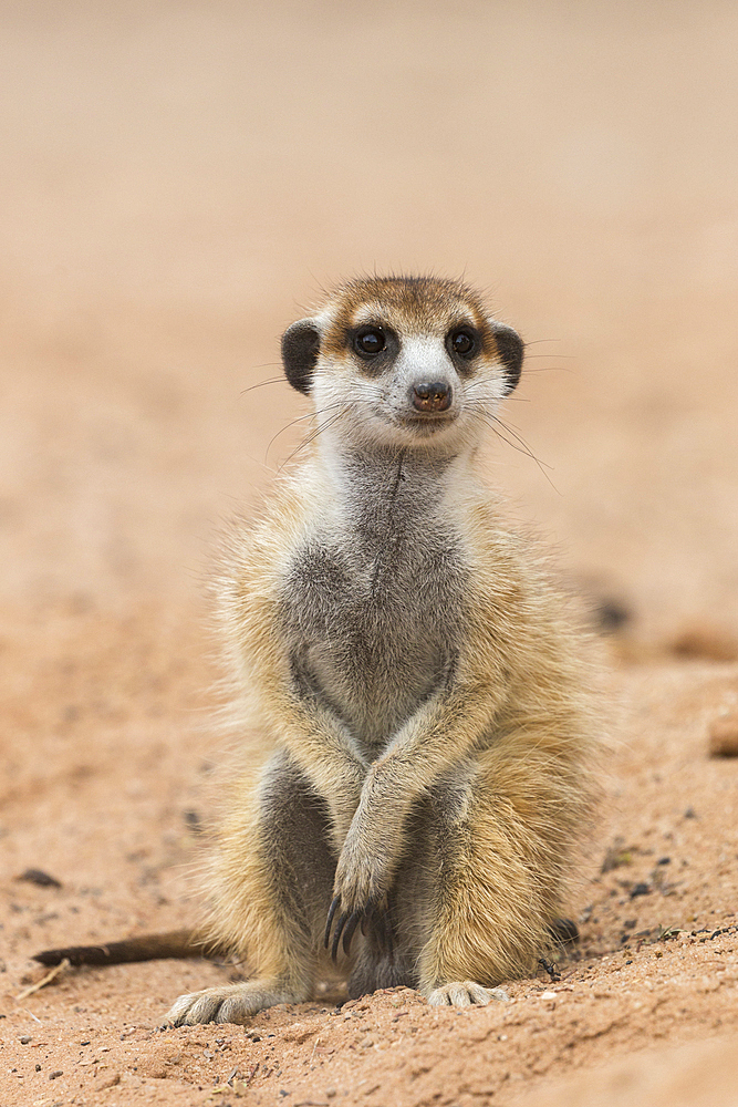 Meerkat (Suricata suricatta), Kgalagadi Transfrontier Park, South Africa, Africa