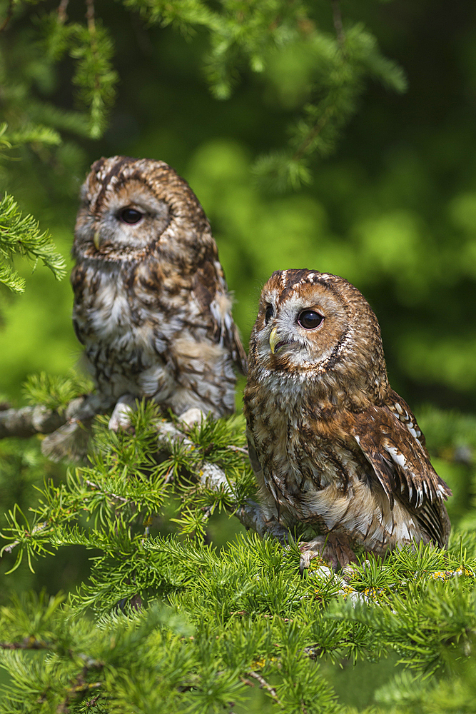 Tawny owls (Strix aluco), captive, Cumbria, England, United Kingdom, Europe