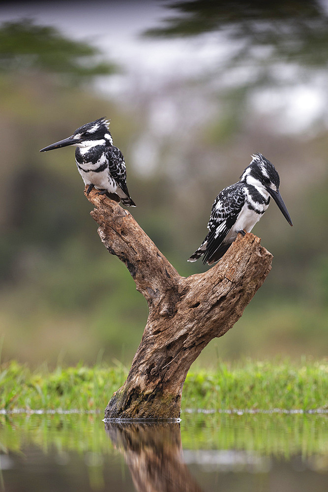 Pied kingfisher, Ceryle rudis, males, Zimanga private game reserve, KwaZulu-Natal, South Africa