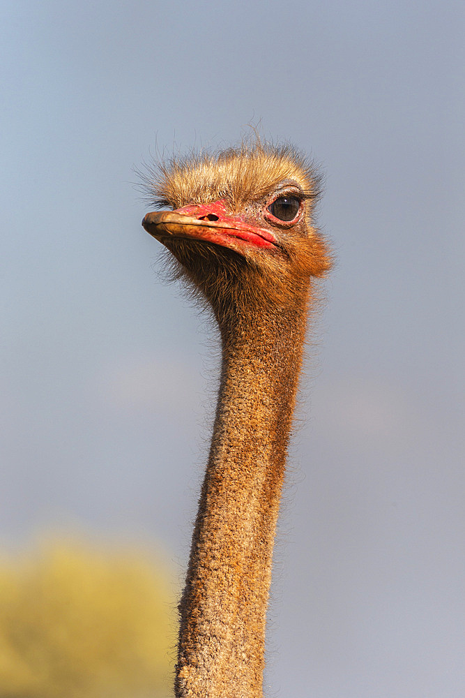 Ostrich, Struthio camelus, male, Zimanga private game reserve, KwaZulu-Natal, South Africa