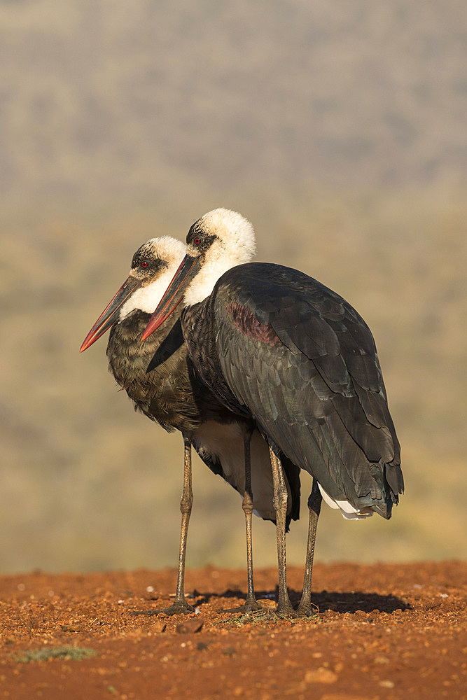 Woolly necked stork, Ciconia episcopus,  Zimanga private game reserve, KwaZulu-Natal, South Africa