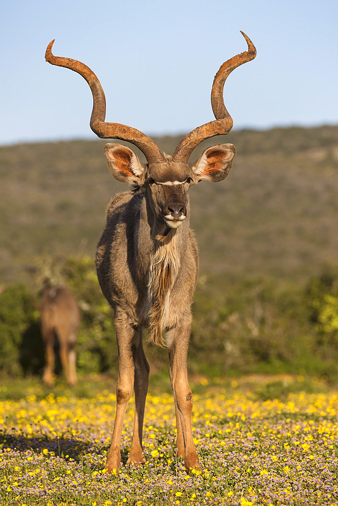 Greater kudu, Tragelaphus strepsiceros, among spring flowers, Addo Elephant national park, Eastern Cape, South Africa