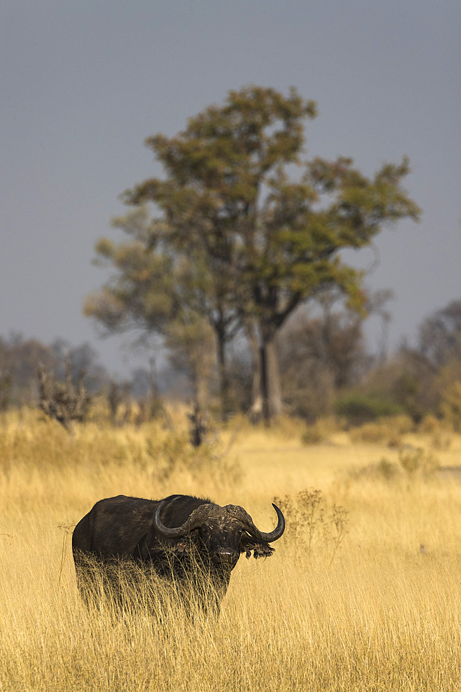 Cape buffalo, Syncerus caffer,  Khwai Conservancy, Botswana, Southern Africa