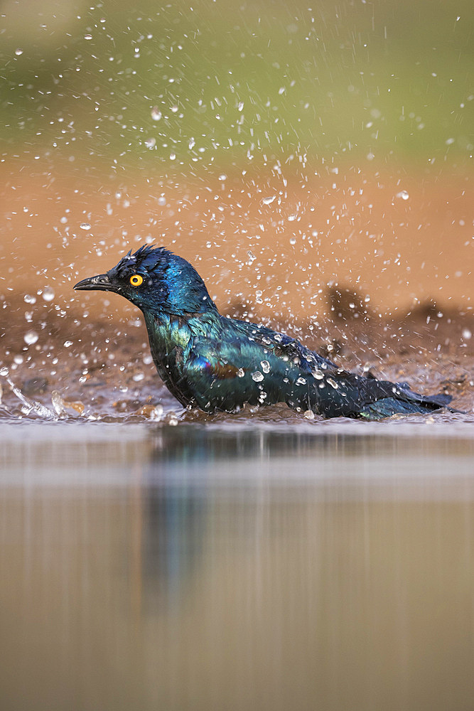 Cape glossy starling, Lamprotornis nitens, bathing, Zimanga private game reserve, South Africa