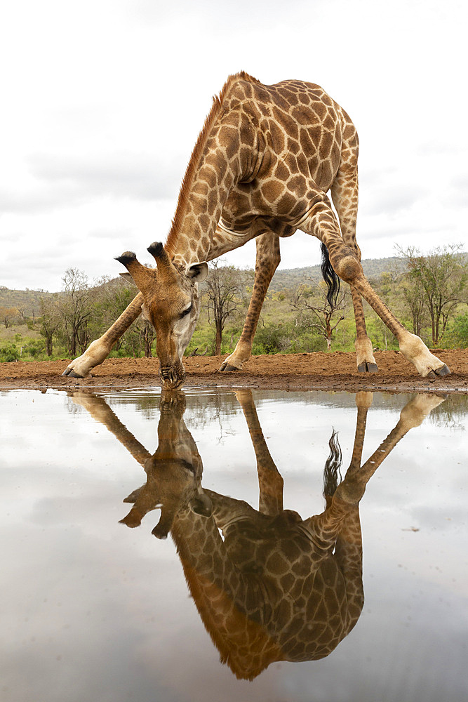 Giraffe, Giraffa camelopardalis, drinking, Zimanga private game reserve, KwaZulu-Natal, South Africa