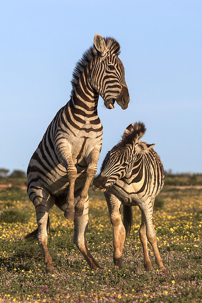 Plains zebra, Equus quagga, fighting, Addo Elephant national park, Eastern Cape, South Africa