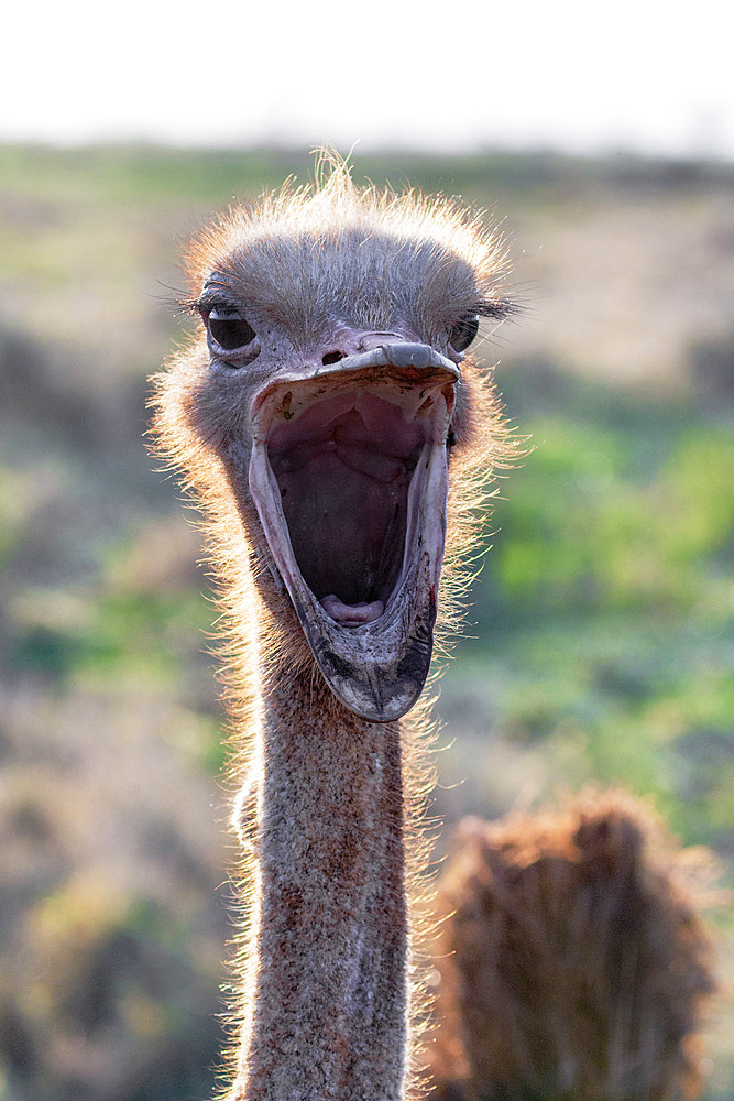 Ostrich, Struthio camelus, male, Zimanga private game reserve, KwaZulu-Natal, South Africa