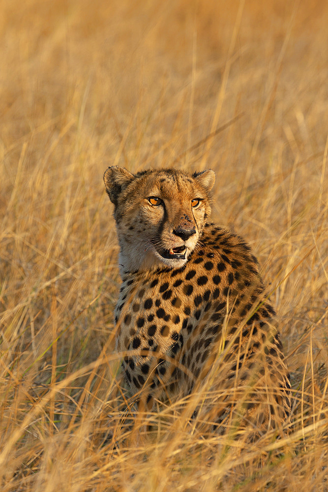 Cheetah, Acinonyx jubatus,  Khwai conservancy, Okavango, Botswana, Southern Africa