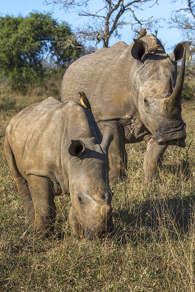 White rhinos, Ceratotherium simum,  iMfolozi game reserve, KwaZulu-Natal, South Africa