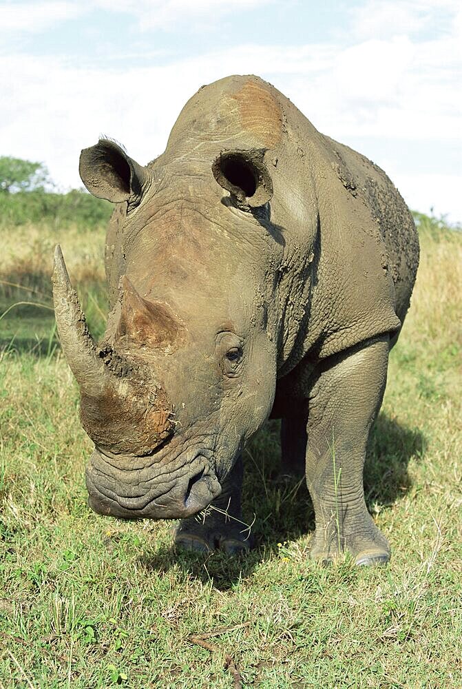 White rhinoceros (rhino), Ceratotherium simum, Itala Game Reserve, KwaZulu-Natal, South Africa, Africa