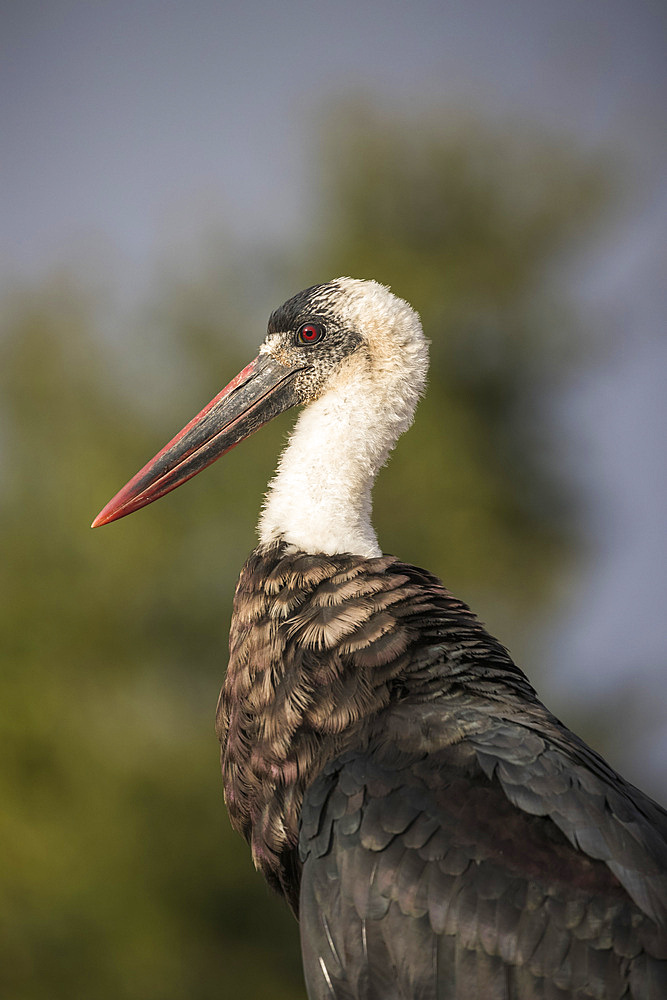 Woolly-necked stork (Ciconia episcopus), Zimanga private game reserve, KwaZulu-Natal, South Africa, Africa