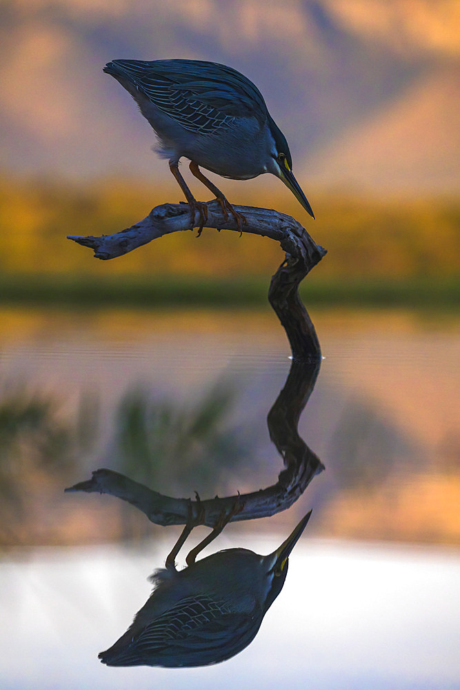 Greenbacked (striated) heron (Butorides striatus), Zimanga private game reserve, KwaZulu-Natal, South Africa, Africa