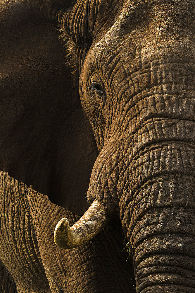 African elephant bull (Loxodonta africana), Zimanga private game reserve, KwaZulu-Natal, South Africa, Africa