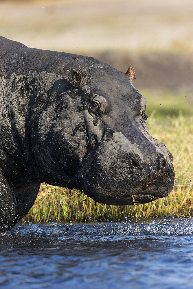 Hippo (Hippopotamus amphibius), Chobe National Park, Botswana, Africa