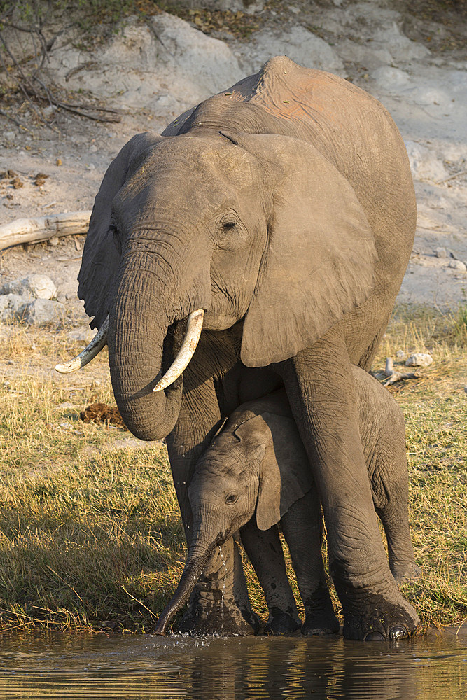 African elephant (Loxodonta africana) with calf drinking, Chobe National Park, Botswana, Africa