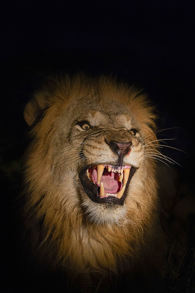 Lion (Panthera leo) male at night, Zimanga private game reserve, KwaZulu-Natal, South Africa, Africa