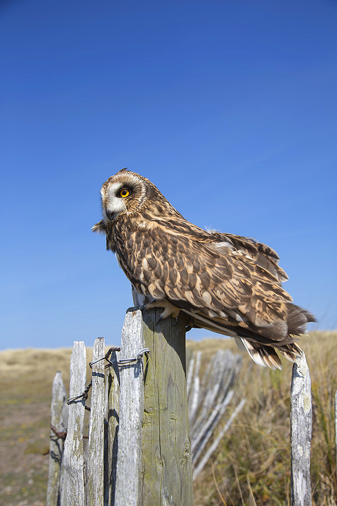 Short-eared owl (Asio flammeus) captive, Holy Island, Northumberland, England, United Kingdom, Europe