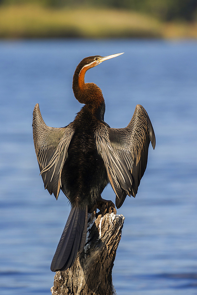 African darter (Anhinga rufa) drying wings, Chobe River, Botswana, Africa