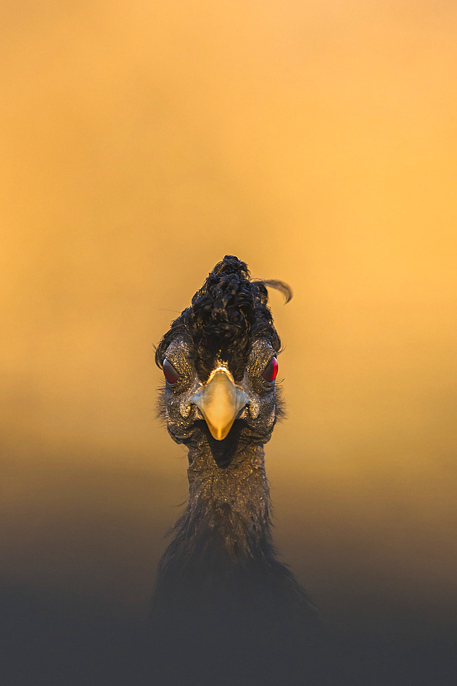 Crested guineafowl (Guttera pucherani), Zimanga game reserve, KwaZulu-Natal, South Africa, Africa