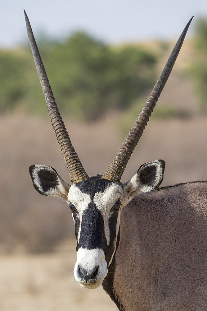 Gemsbok (Oryx gazella), Kgalagadi Transfrontier Park, South Africa, Africa