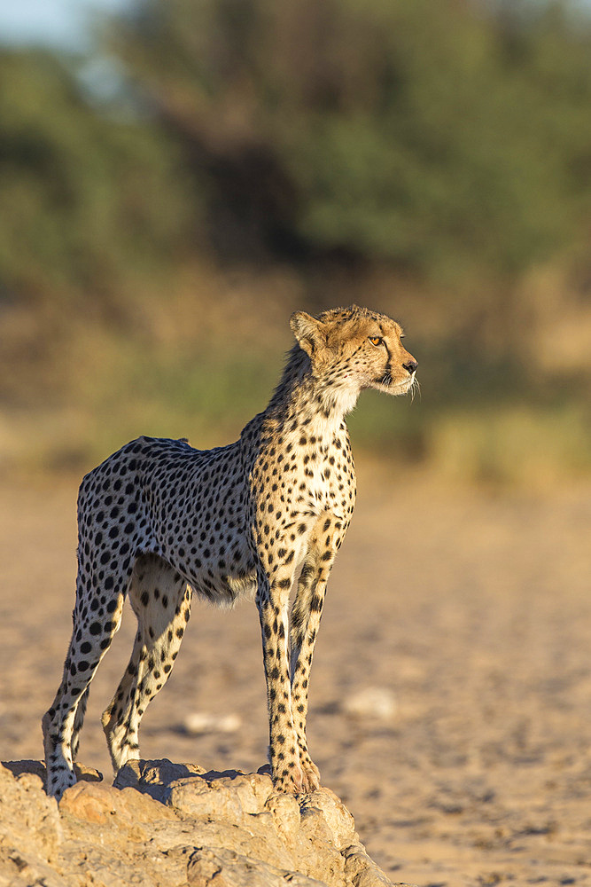 Cheetah (Acinonyx jubatus), Kgalagadi Transfrontoer Park, South Africa, Africa