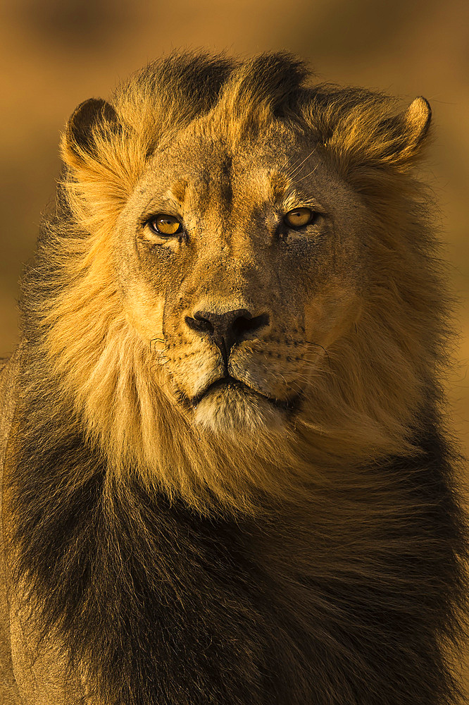 Lion (Panthera leo) male, Kgalagadi Transfrontier Park, South Africa, Africa