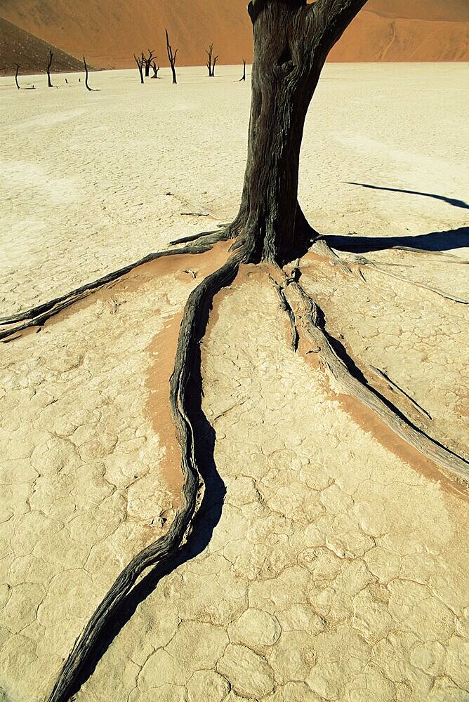 Dead Vlei, Sossuvlei dune field, Namib-Naukluft Park, Namib Desert, Namibia, Africa