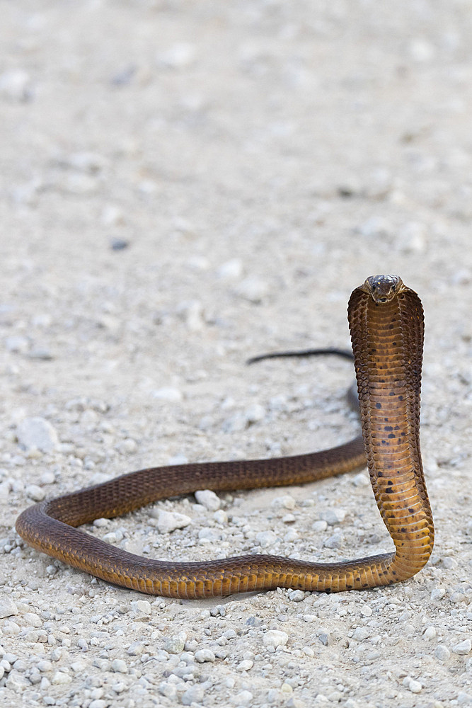 Cape cobra (Naja nivea), Kgalagadi Transfrontier Park, South Africa, Africa