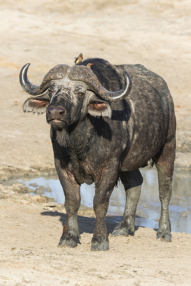 Cape buffalo (Syncerus cafer), Elephant Plains, Sabi Sand Game Reserve, South Africa, Africa