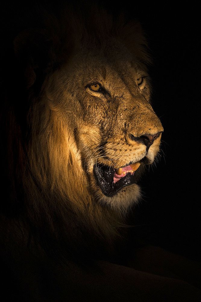 Lion (Panthera leo) at night, Elephant Plains, Sabi Sand Game Reserve, South Africa, Africa