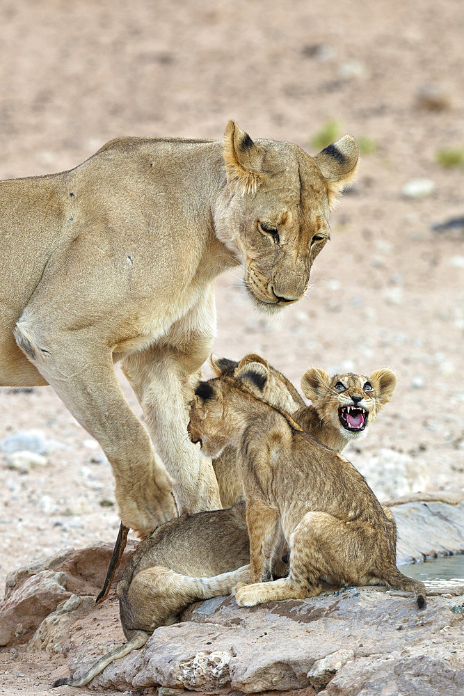 Lioness (Panthera leo) with cubs, Kgalagadi Transfrontier Park, South Africa, Africa