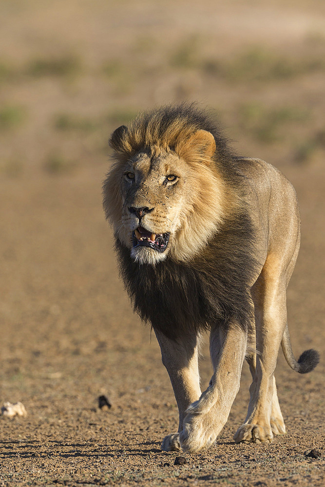 Lion (Panthera leo), Kgalagadi Transfrontier Park, South Africa, Africa