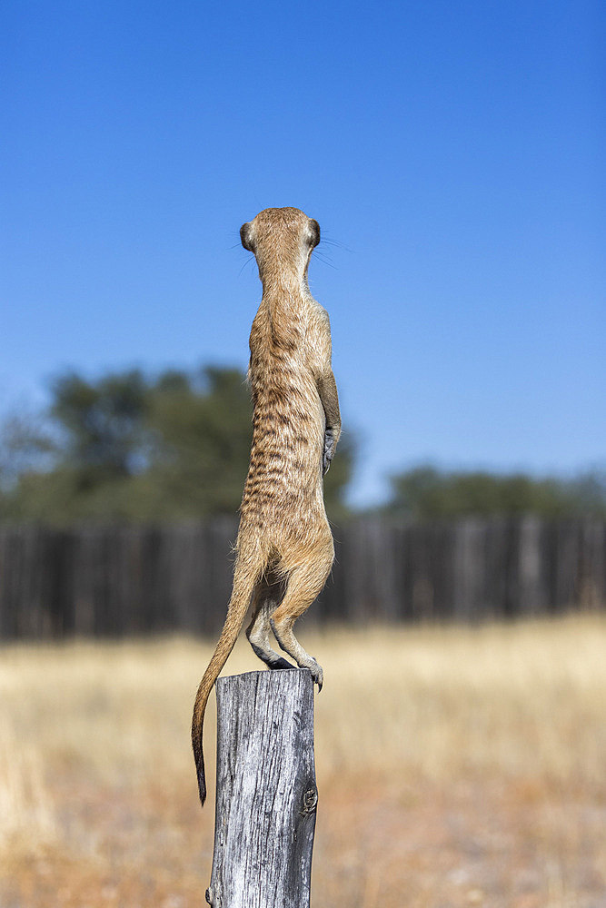 Meerkat (Suricata suricatta) sentry, Kgalagadi Transfrontier Park, Northern Cape, South Africa, Africa