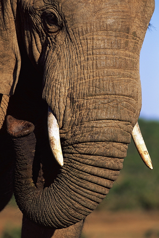 Close-up of head of an African elephant (Loxodonta africana), Addo National Park, South Africa, Africa