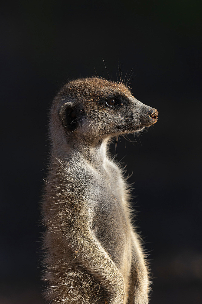 Meerkat (Suricata suricatta), Kgalagadi Transfrontier Park, Northern Cape, South Africa, Africa