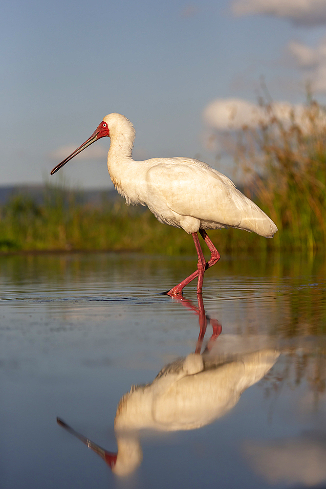 African spoonbill (Platalea alba), Zimanga Game Reserve, KwaZulu-Natal, South Africa, Africa