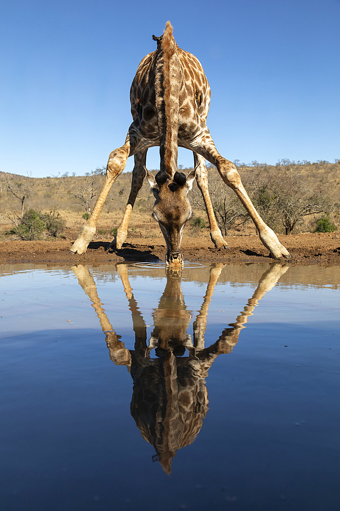 Giraffe (Giraffa camelopardalis) drinking, Zimanga Game Reserve, KwaZulu-Natal, South Africa, Africa