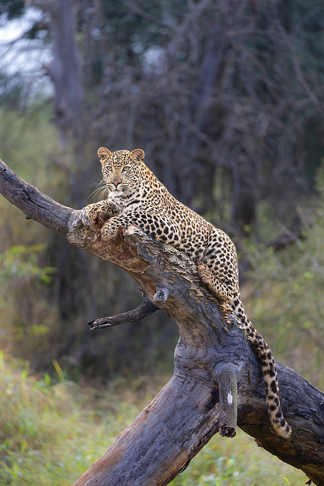 Leopard (Panthera pardus) young male, Zimanga private game reserve, KwaZulu-Natal, South Africa, Africa