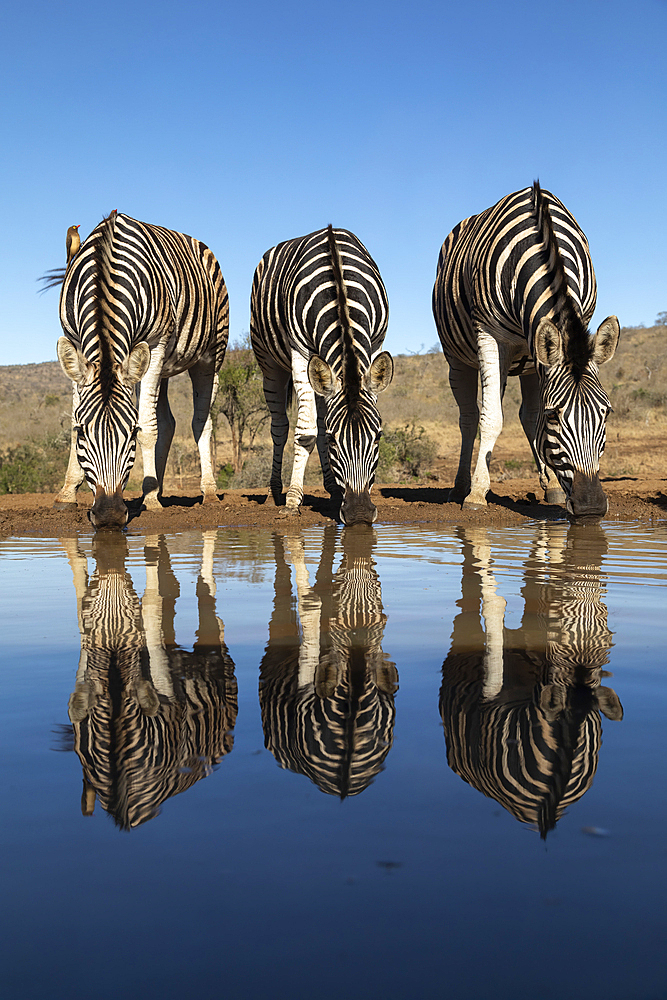 Plains zebra (Equus quagga burchellii) at water, Zimanga Game Reserve, KwaZulu-Natal, South Africa, Africa